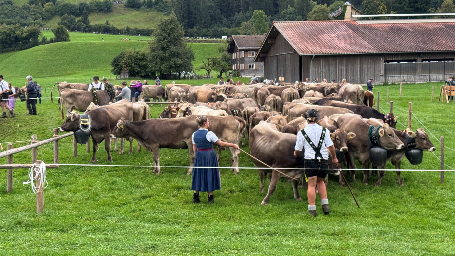 Viehscheid in Oberstaufen: 1.500 Rinder kehren von der Alpe zurück