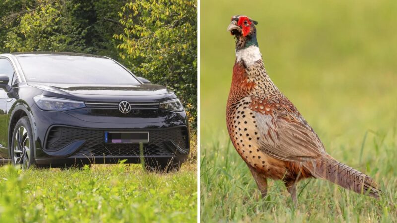 Tausende Euro Schaden und ein toter Fasan: Polizei sucht nach Fahrerflucht in Franken Zeugen
