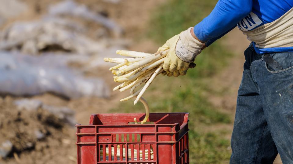 Unwürdige Situation für Erntehelfer? Gewerkschaft kritisiert falschen Hof