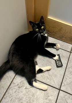 BPOL-KI: Katze dank GPS wieder beim Besitzer