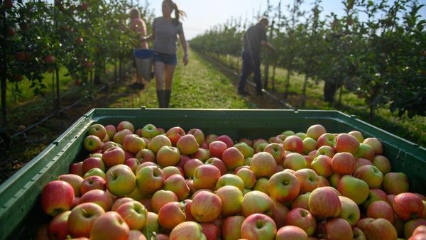 Altes Land: Auf welchen Höfen man Äpfel jetzt selbst pflücken kann
