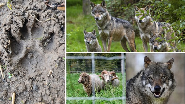 Wolfs-Chronologie: So kam das Raubtier zurück nach Hamburg
