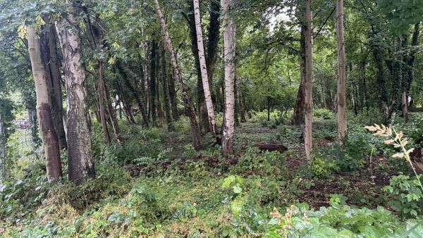 „Hexenwäldchen“ in Hamburg: 83 Bäume müssen gefällt werden