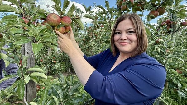 Im Alten Land werden jetzt die Äpfel von den Bäumen geholt