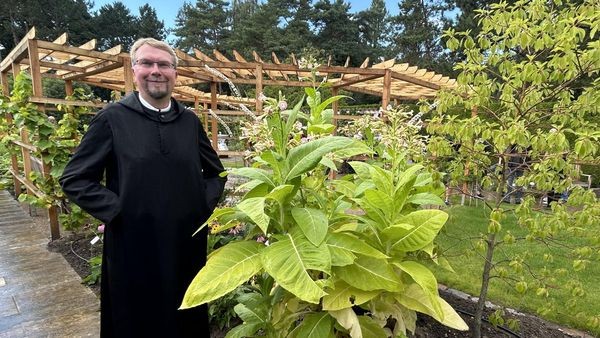 Hamburgs neuer Apothekergarten punktet mit ungewöhnlichem Konzept