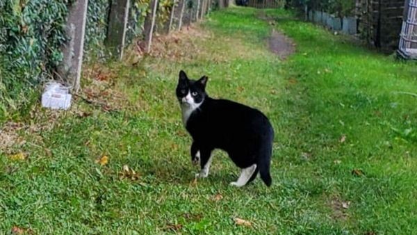 Straßenkatzen in Bergedorf in Not: Tierschützer suchen Helfer