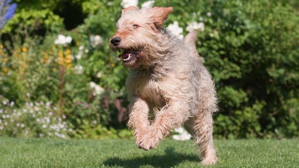 Das sind die seltensten Hunde Hamburgs – nur ein Exemplar pro Rasse