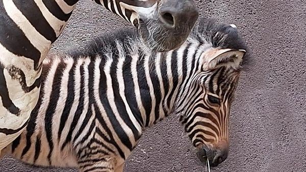 Hagenbeck freut sich über süßen, schwarzweiß gestreiften Glückspilz
