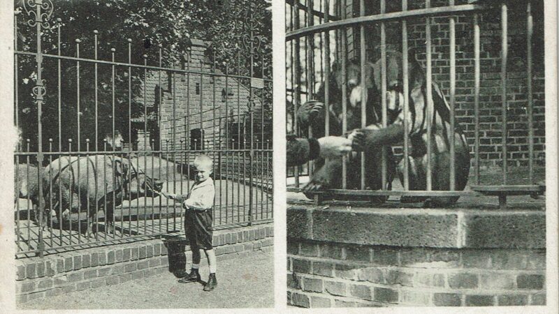 Nach dem Ersten Weltkrieg: Als der Kölner Zoo Billiarden für Futter zahlen musste