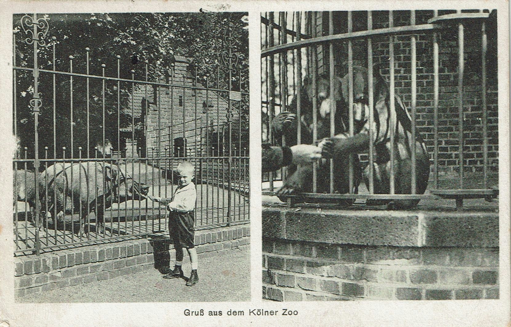 Nach dem Ersten Weltkrieg: Als der Kölner Zoo Billiarden für Futter zahlen musste