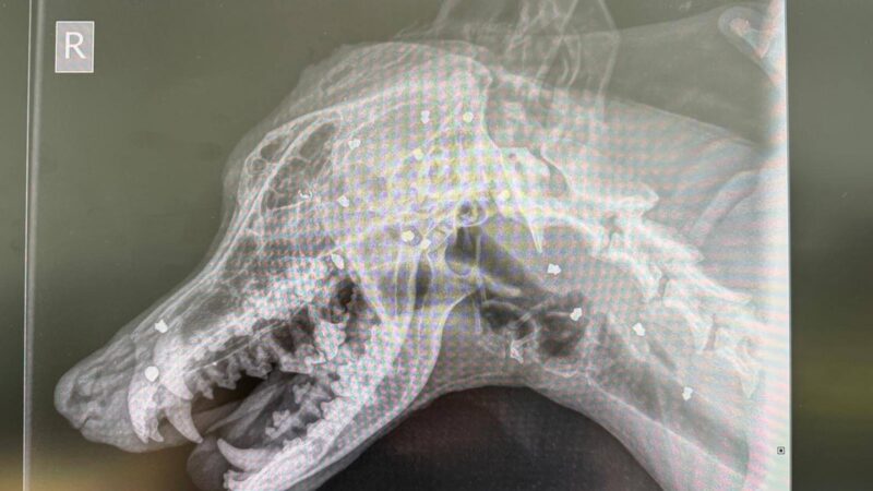 Röntgenbild des Grauens: Hund überlebt – trotz 42 Schüssen vom eigenen Besitzer