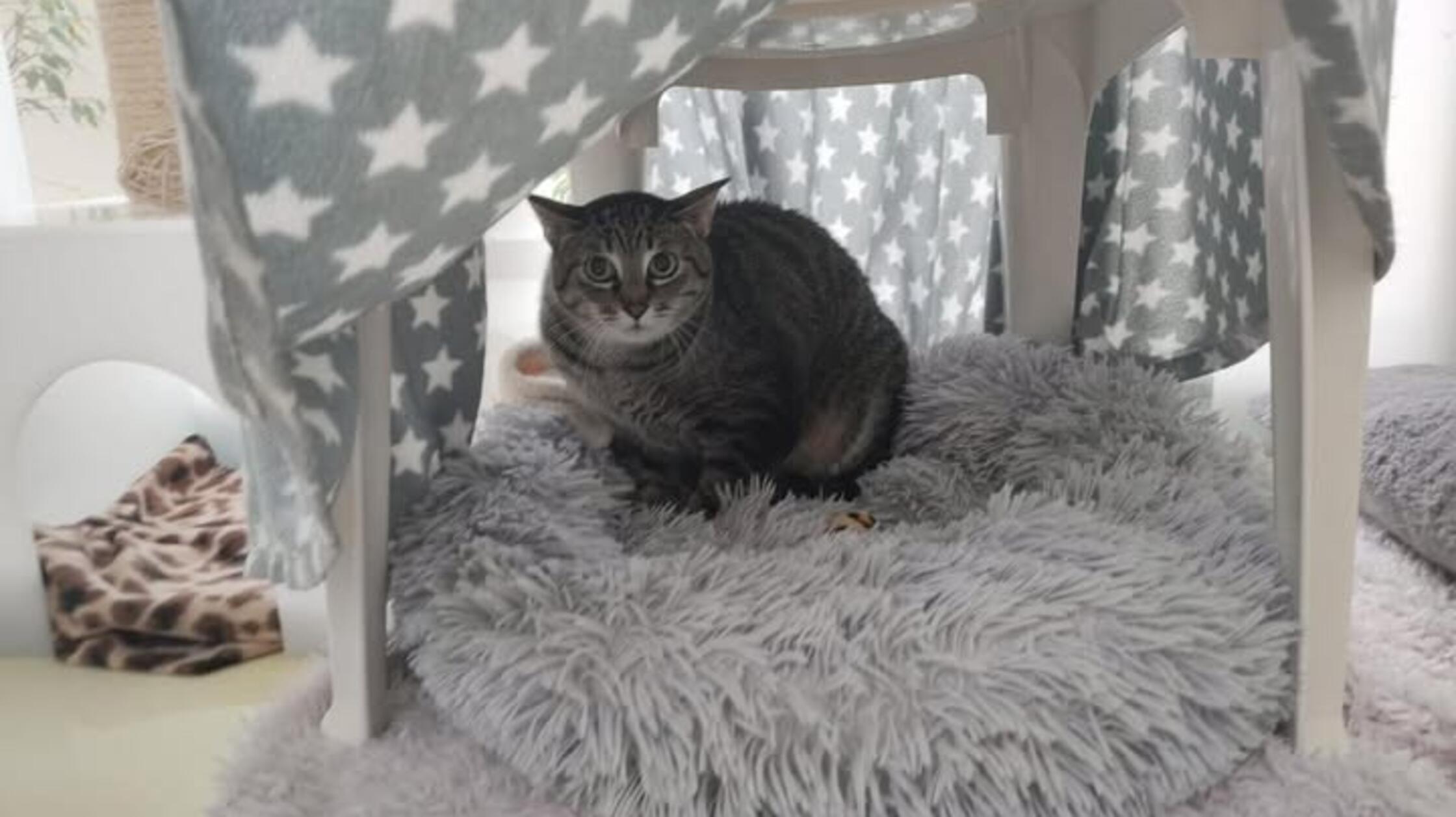 „Macht eher Rück- als Fortschritte“: Tierheim Nürnberg mit dringendem Aufruf für verzweifelten Kater