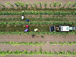 Kleinere Trauben, weniger Wein: Winzer beginnen mit Weinlese deutlich früher als sonst