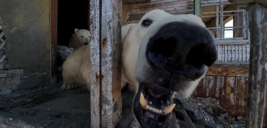 Russland: Eisbären übernehmen verlassene Polarstation aus Sowjetzeit