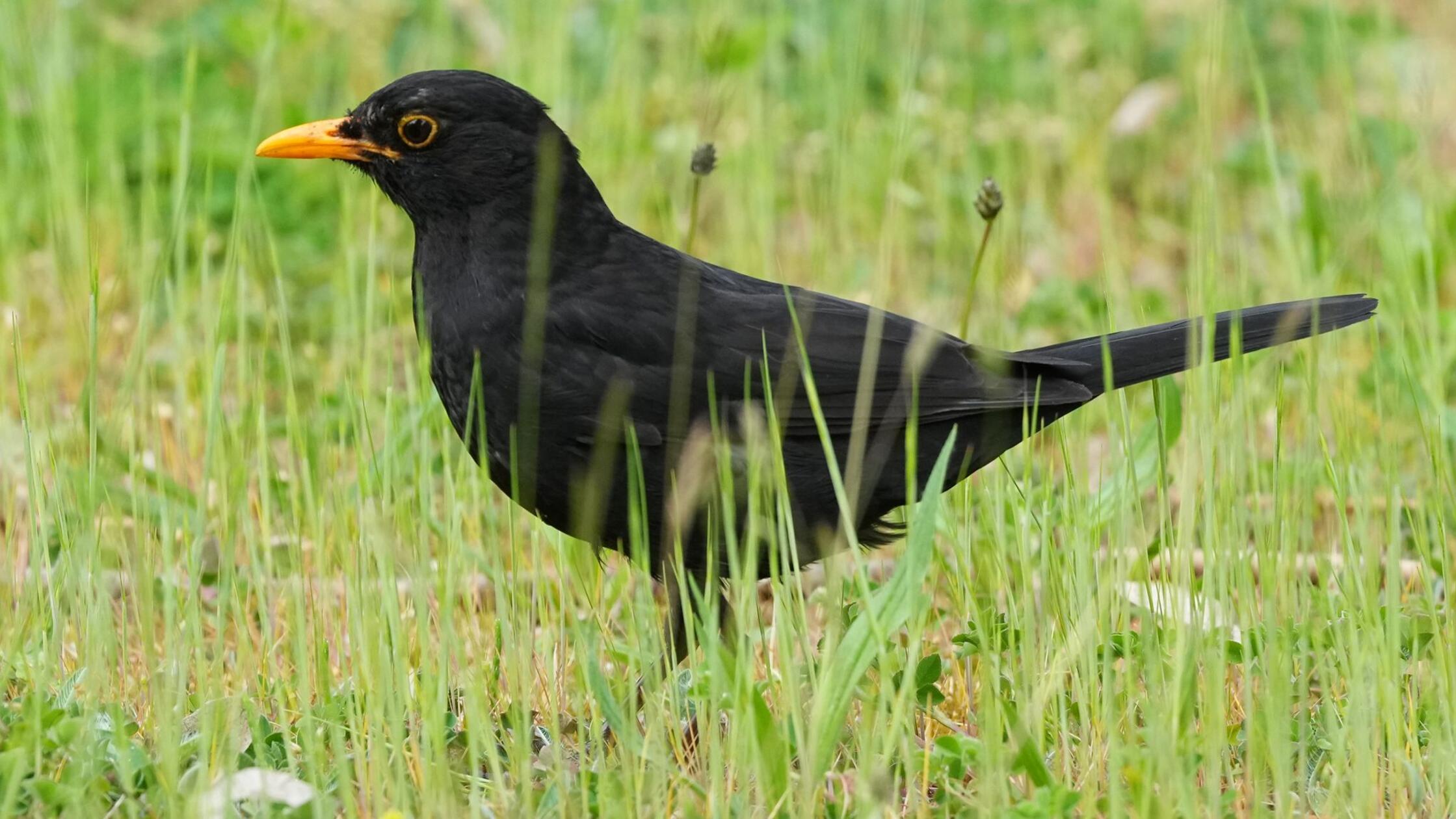 Bevölkerung kann „Vogel des Jahres“ wählen