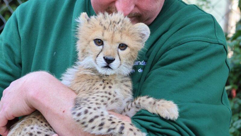 Landauer Zoo stellt kleine Gepardin Assama vor – ein „Flaschenkind“, das den Zoo auf Trab hielt