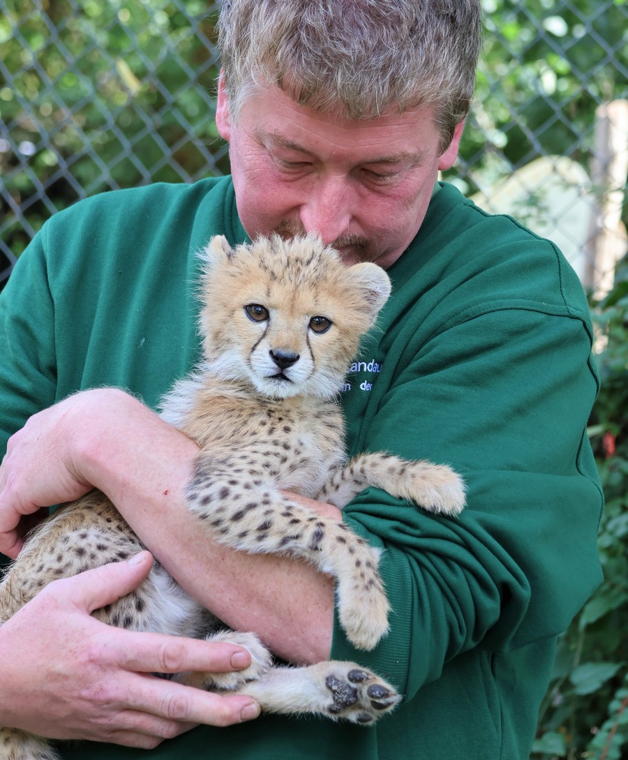 Landauer Zoo stellt kleine Gepardin Assama vor – ein „Flaschenkind“, das den Zoo auf Trab hielt