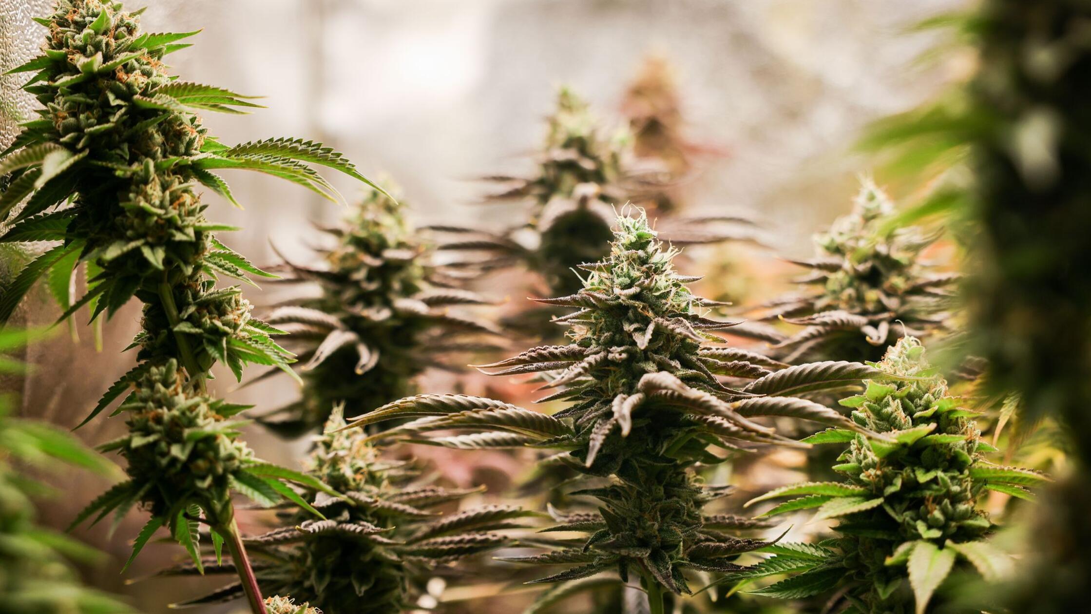 Polizei entdeckt illegale Cannabis-Plantage bei Brand