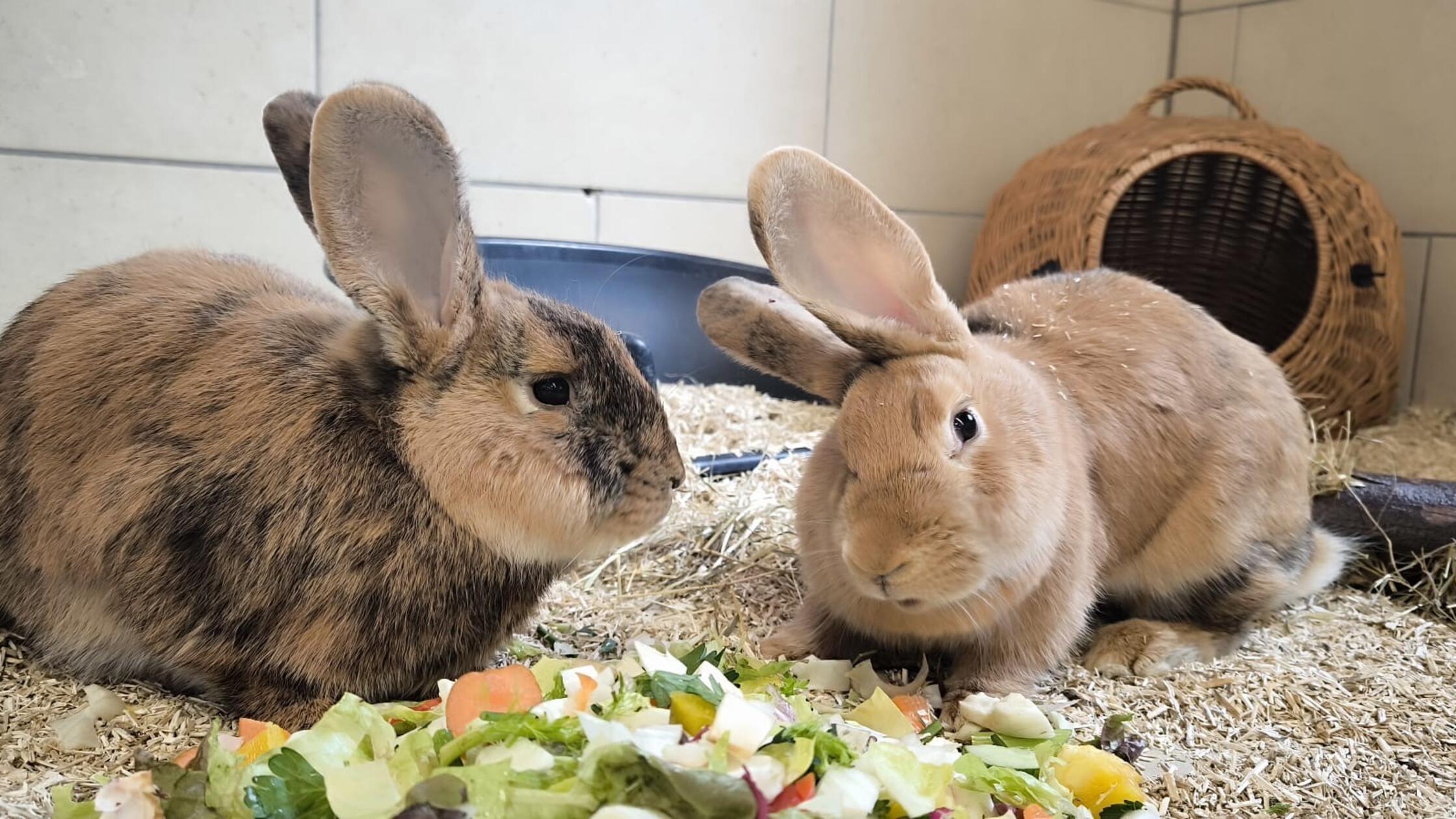 „Weggeschmissen wie Müll“: Kaninchen Mars und Snickers suchen ein letztes Zuhause