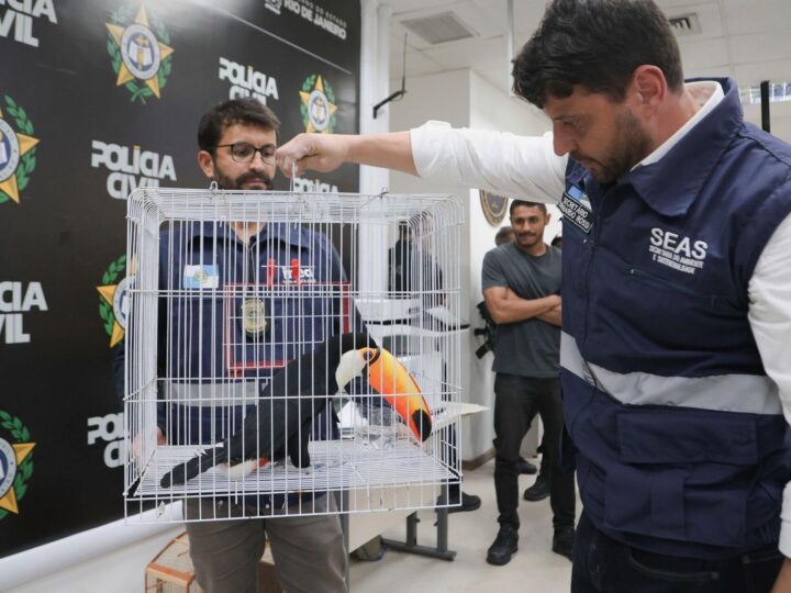 Illegaler Wildtierhandel in Rio: Polizei befreit Exoten