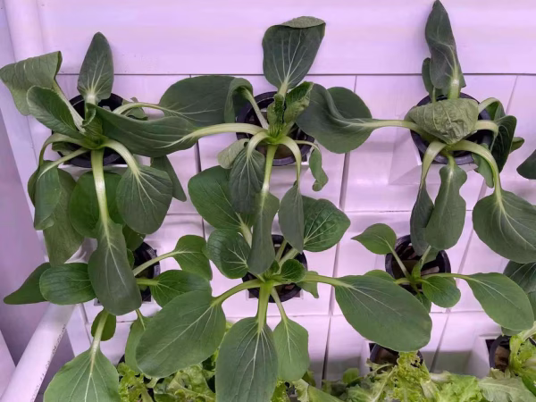 Das 1m² Vertikal-Garten-Set: Frische Wand für Dein Zuhause – Bild 16