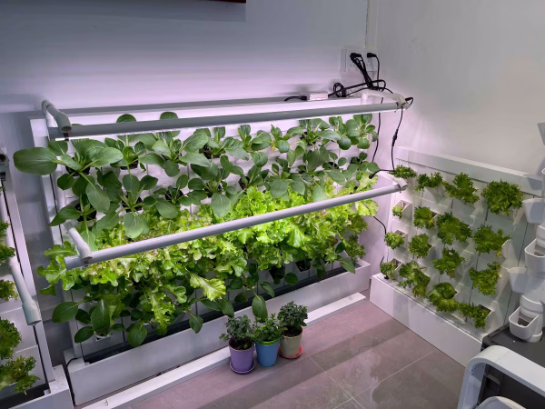 Das 1m² Vertikal-Garten-Set: Frische Wand für Dein Zuhause – Bild 15