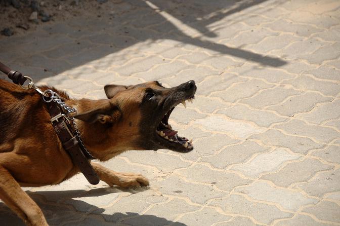 Junge in Ludwigshafen von Schäferhund gebissen