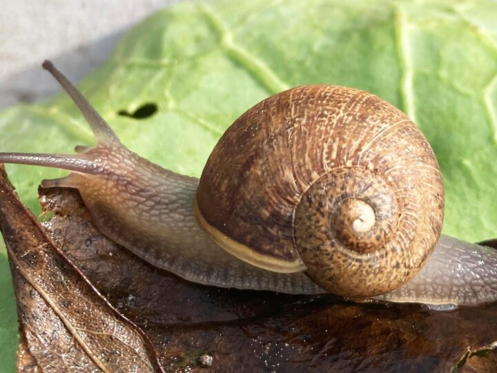 Einsamer Ned: Wie eine Kampagne einer Schnecke zum Date verhelfen will