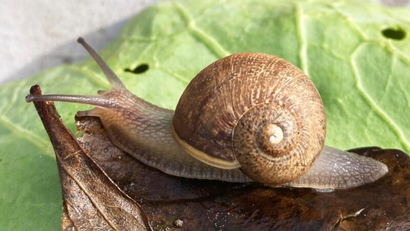 Einsamer Ned: Wie eine Kampagne einer Schnecke zum Date verhelfen will