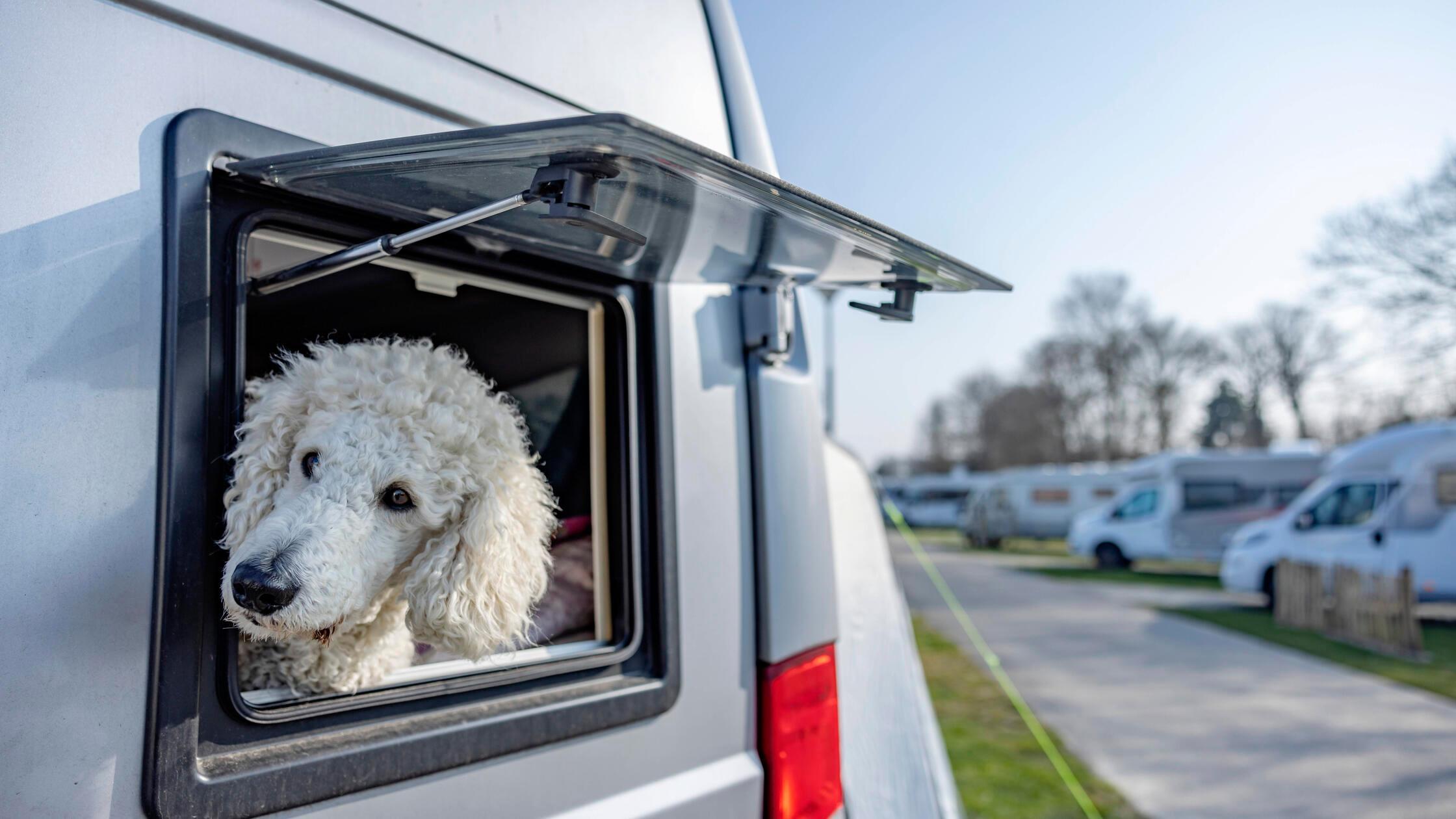 Er jaulte und hatte kein Wasser: Feuerwehr befreit Hund in Bayern aus Wohnmobil