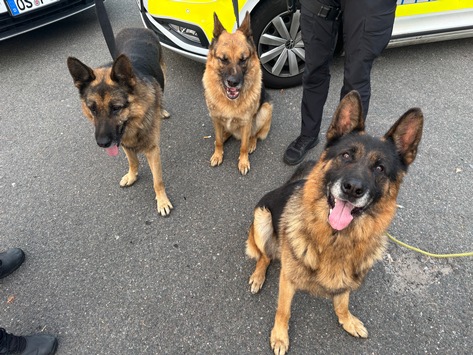 POL-OS: Osnabrück: Wurden diese Schäferhunde ausgesetzt? – Polizei bittet um Hinweise