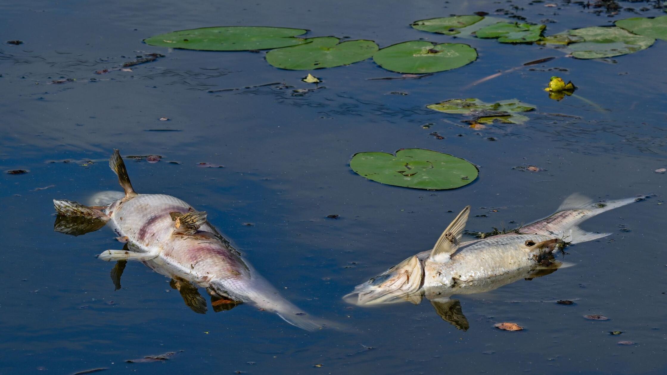 Dutzende tote Fische treiben in fränkischem See: Das steckt hinter dem massenhaften Sterben