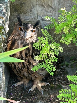 POL-PDLD: Uhu auf Abwegen – Bruchlandung im Garten