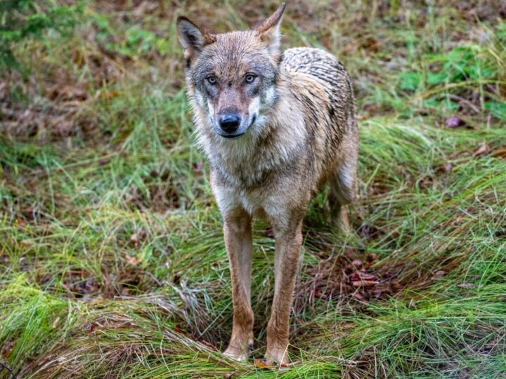 Genproben weisen Wolfsrisse in Unterfranken nach