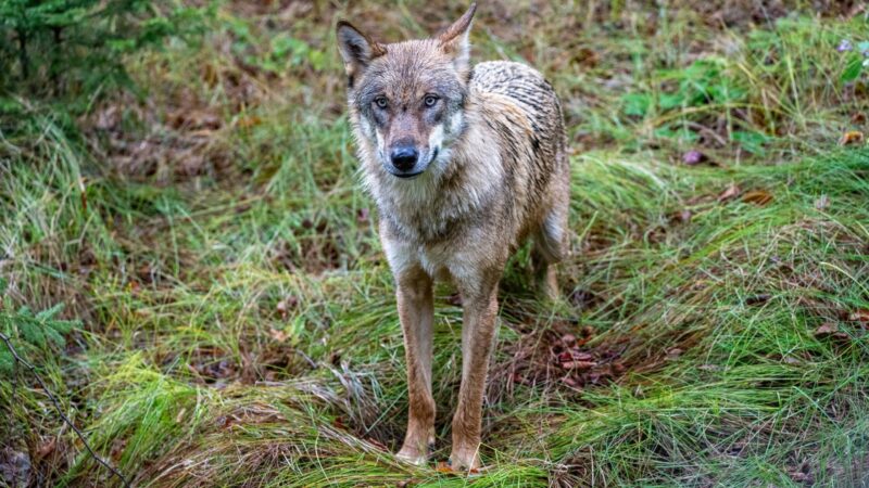 Genproben weisen Wolfsrisse in Unterfranken nach