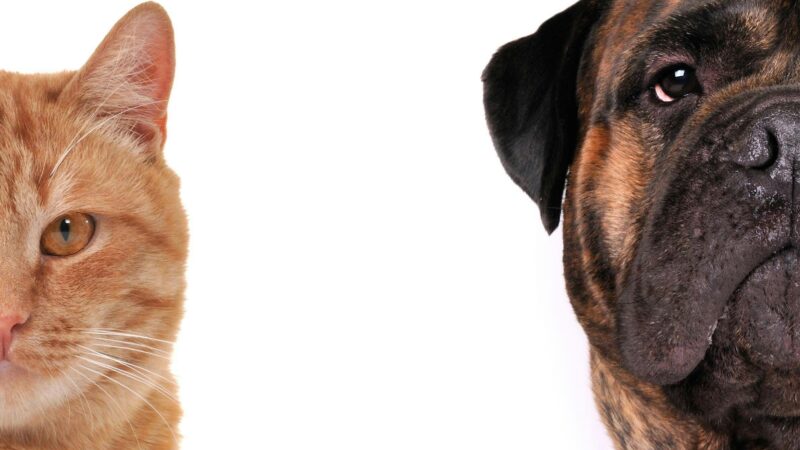 Die Qual (vor) der Wahl: Hund und Katz im Hungerstreik