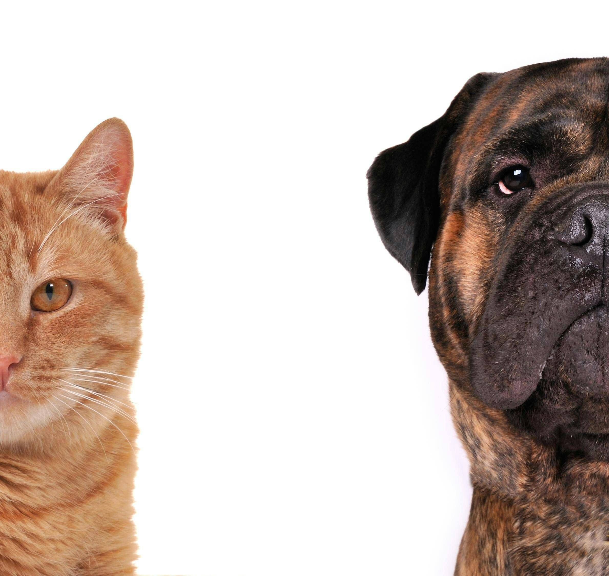 Die Qual (vor) der Wahl: Hund und Katz im Hungerstreik