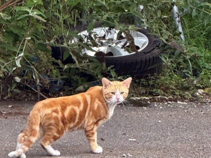 Verein erhält Preis: Großmarktkatzen in Raderberg – Unterbringungslösung in Tierheim gefunden