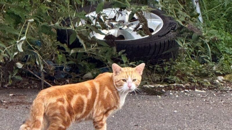 Verein erhält Preis: Großmarktkatzen in Raderberg – Unterbringungslösung in Tierheim gefunden