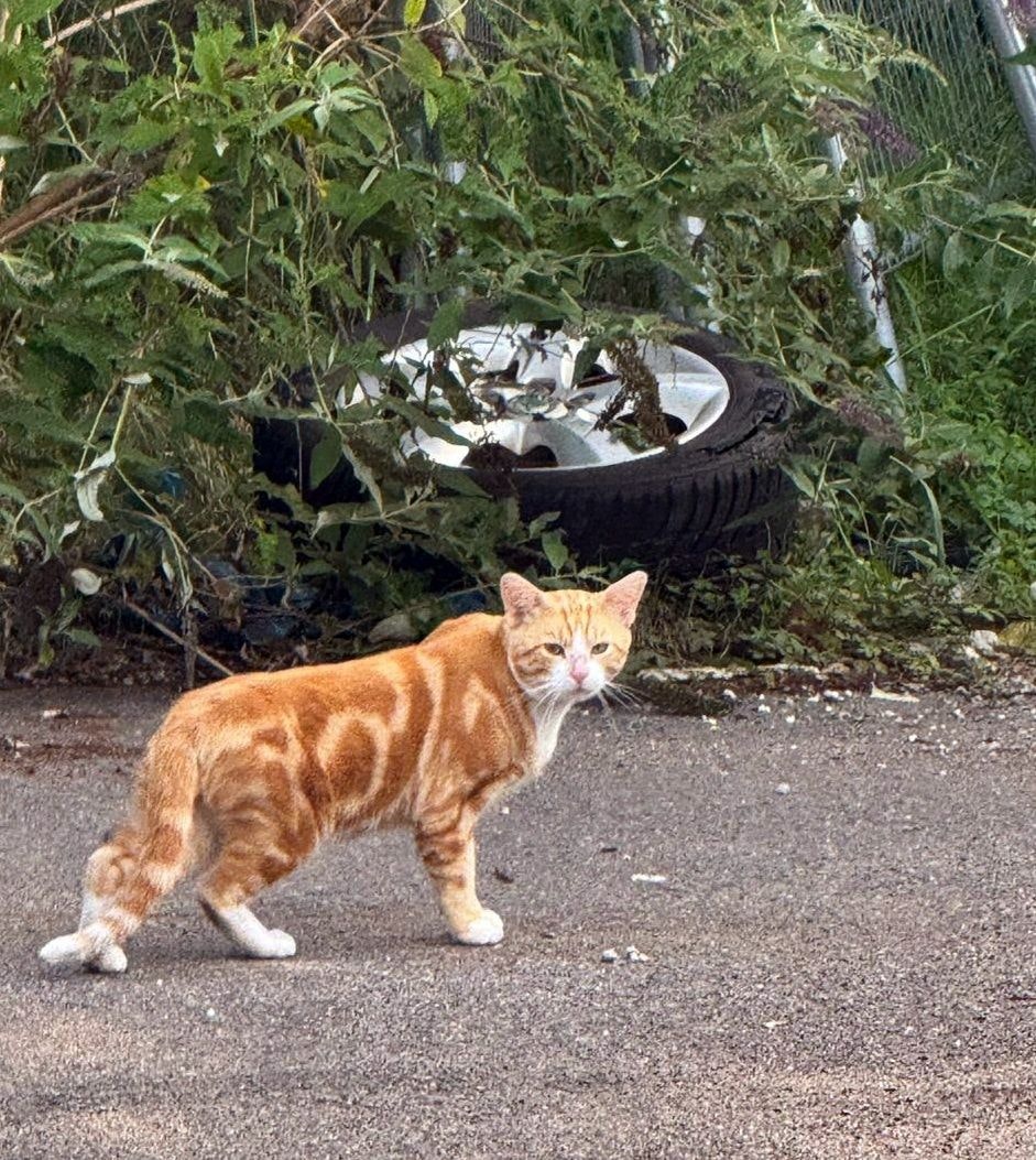 Verein erhält Preis: Großmarktkatzen in Raderberg – Unterbringungslösung in Tierheim gefunden