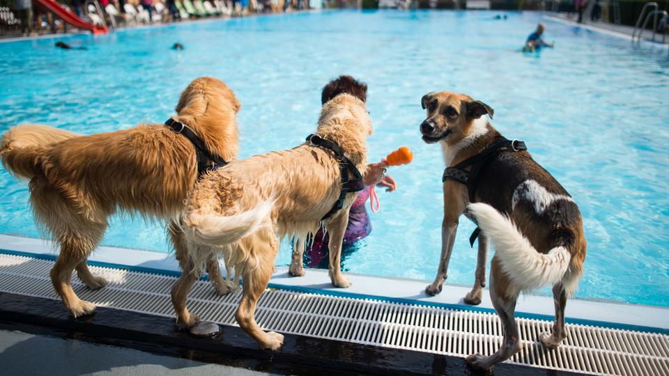Hundeschwimmen 2025 in Hessen: Mit dem Hund ins Freibad – Termine und Ort