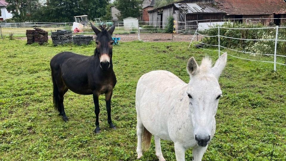 Hessischer Tierschutzpreis für Pony-, Kaninchen- und Katzenfreunde