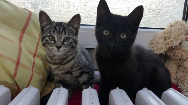 Tier der Woche: Katzenkinder suchen ein Zuhause