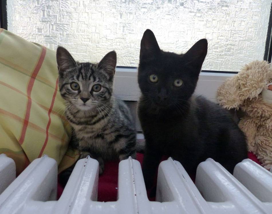 Tier der Woche: Katzenkinder suchen ein Zuhause