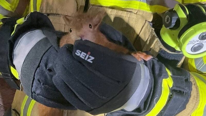 In Alpen am Niederrhein: Feuerwehr befreit steckengebliebenes Eichhörnchen