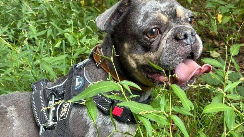 Ausgesetzte französische Bulldogge in Hilden: Der kleine Rusty taut im Tierheim langsam auf