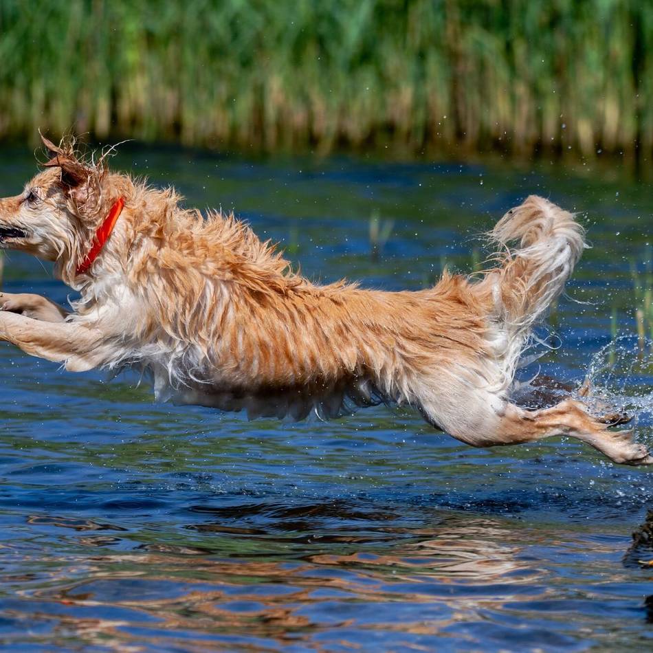 Wettbewerb für Familienkalender: Die Stadtwerke Meerbusch suchen die schönsten Tierfotos