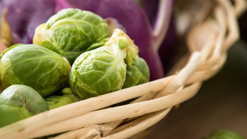Bauernhofbesuch, Spartipps und Radtour: Aktionswoche des Ernährungsrates des Rhein-Kreis Neuss startet