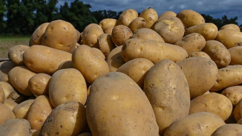 Erste Bilanz in Meerbusch: Warum die Bauern trotz guter Ernte-Mengen nicht zufrieden sind