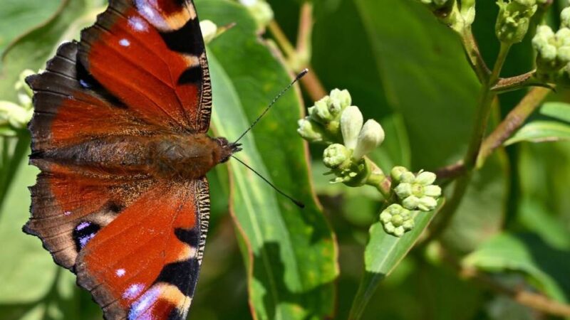Tage der Nachhaltigkeit in Ratingen: Wie ein Garten für Artenvielfalt sorgen kann